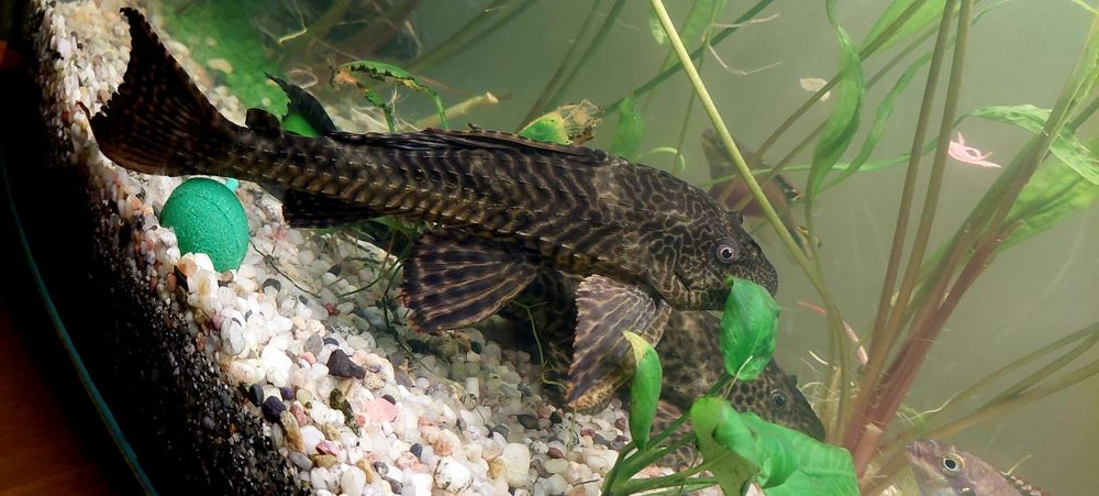 Glonojad lamparci samice