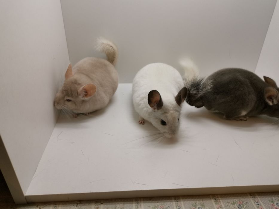 Szynszyle z domowej hodowli