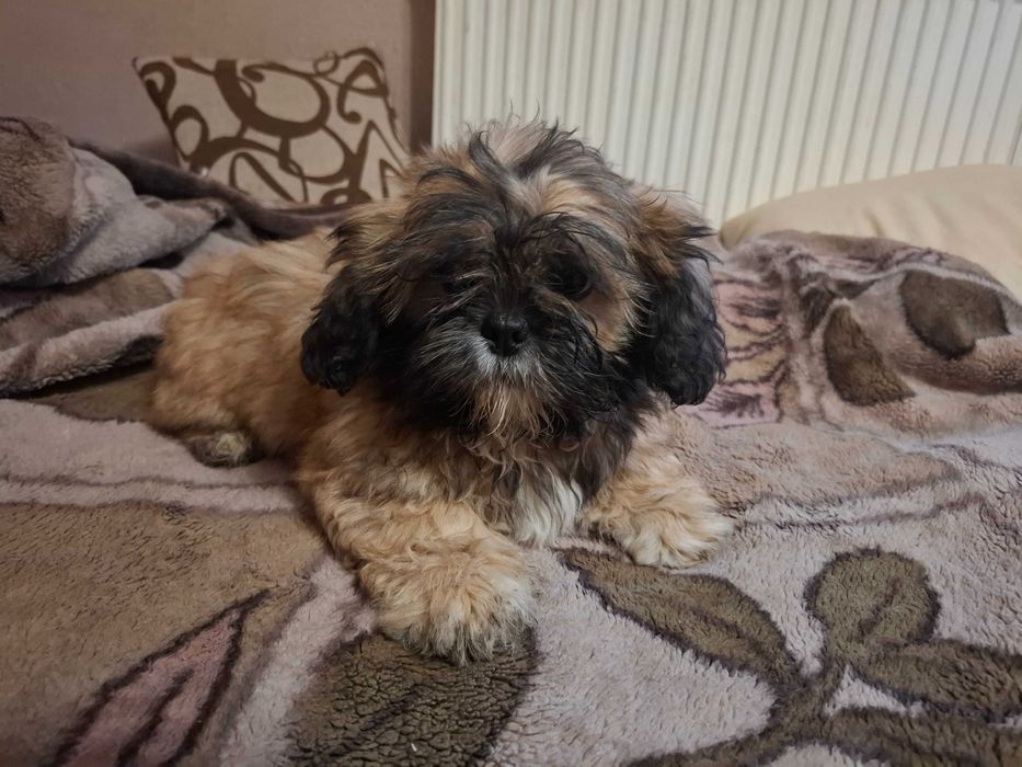 Szczeniaki Shih tzu