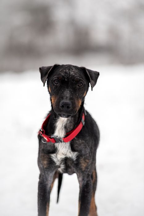 Віддам у добрі руки: два молодих ягдтер’єри (1.5 роки) — безкоштовно!