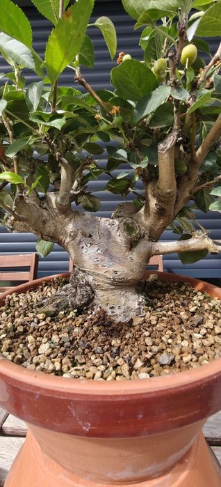 Macieira Bonsai, malus evereste