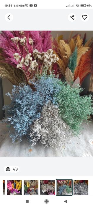 Сухоцвіти Сухоцветы   вейник    скабіоз  гіпсофіла