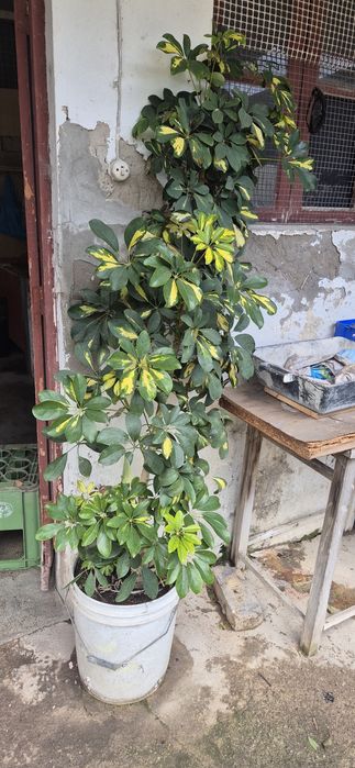 Várias planta de quinta para desocupar