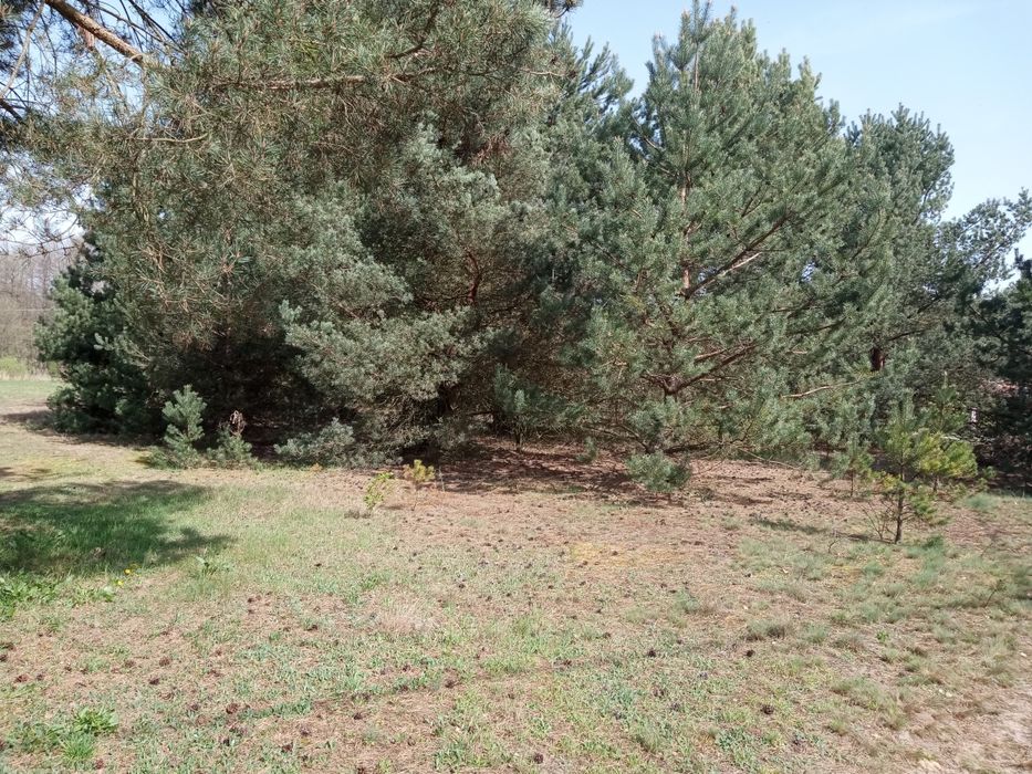 Sprzedam działkę budowlaną 3000 M2.