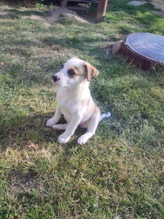 Віддам безкоштовно