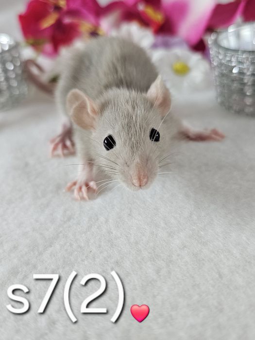 Szczur szczury szczurki