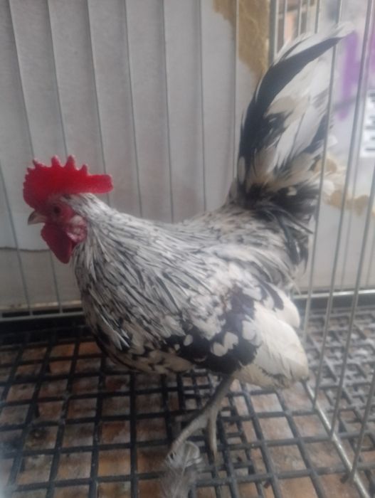 Koguty ozdobne młode