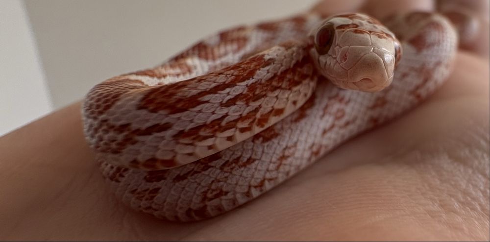 Wąż zbożowy samiec młody