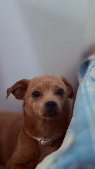 Adotar cão raça pequena