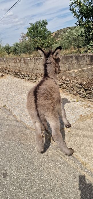 Burrinho de 4 meses