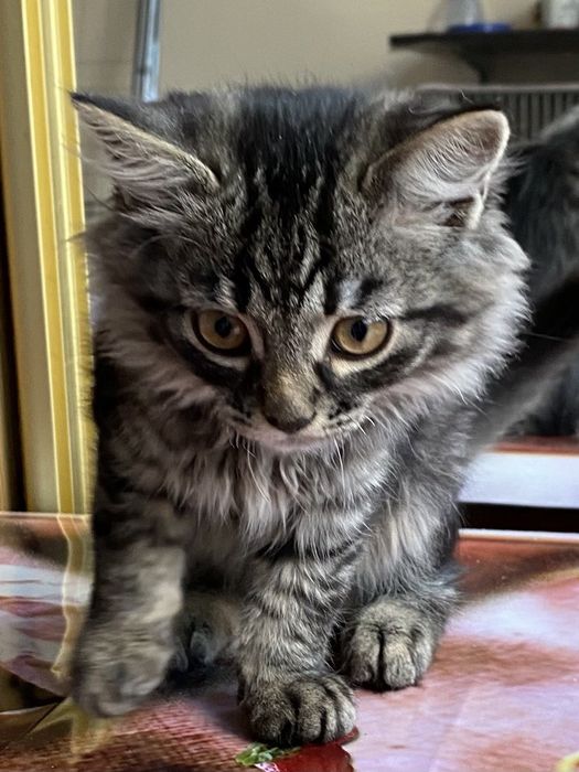 Маленький пушистый котёнок мальчик  лесного окраса ищет дом! Котята в хорошие руки!