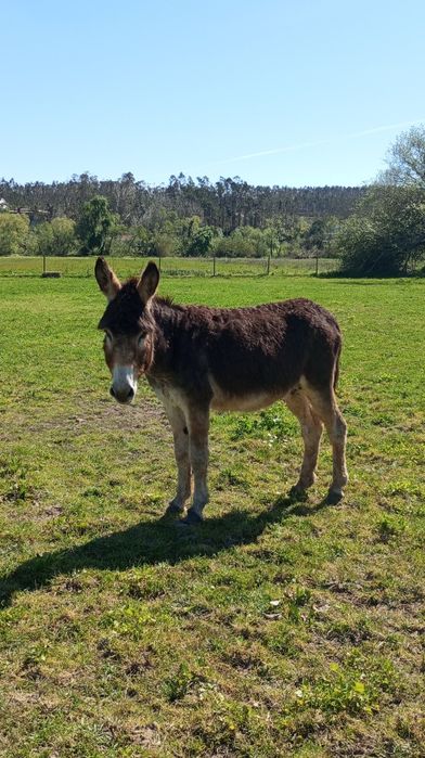 Vendo burro inteiro