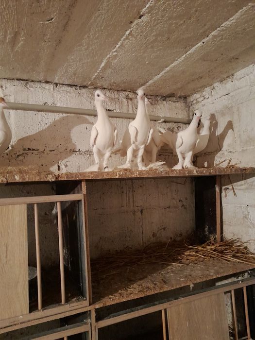 Golebie Bociany krymki