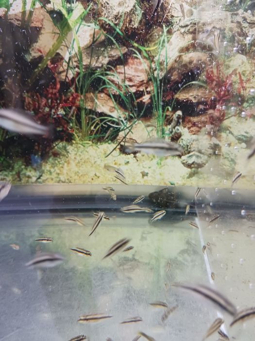 Peixes kribensis com oferta na compra de 10 oferta de mais dois