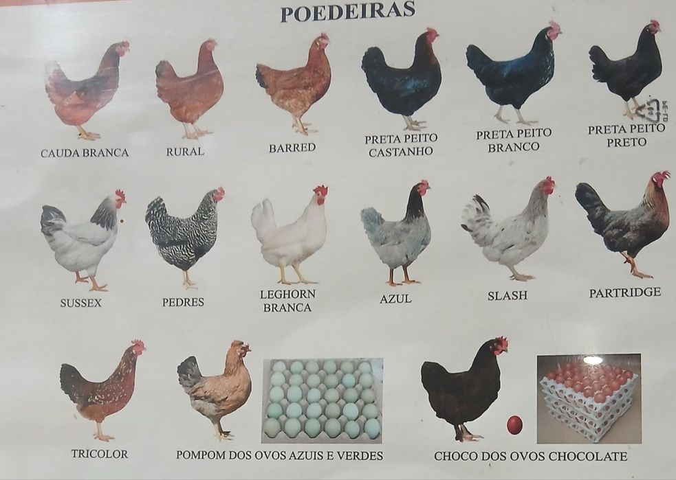 Vendo Galinhas poedeiras várias raças & Galos Raça