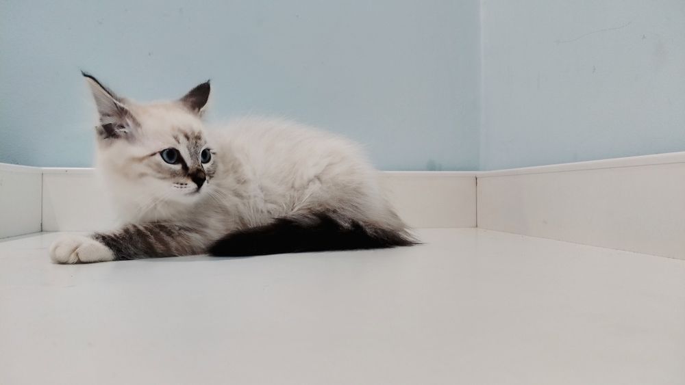 Uroczy kocurek Ragdoll