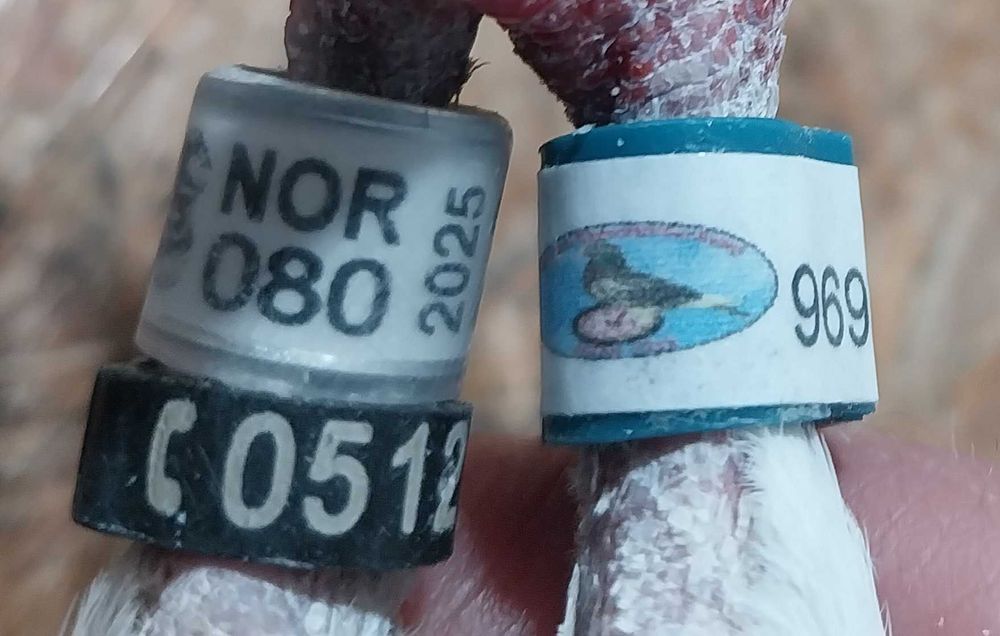 Gołębie pocztowe- Unikat! Samica NOR 2025- czip logo tel/ mega! Ptak