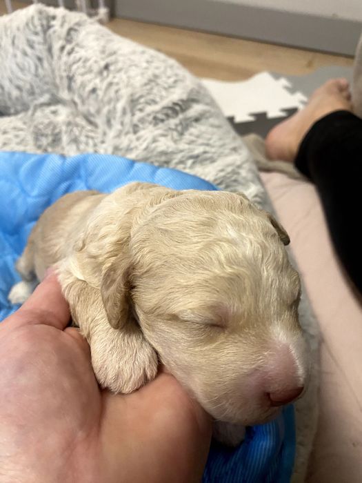 Lagotto Romagnolo ZKwP