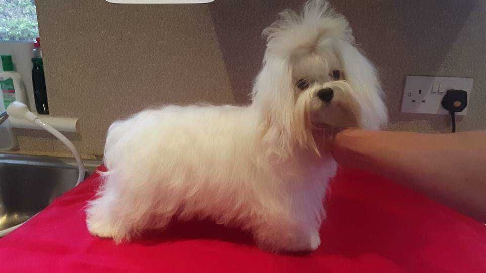 Adorável Cachorro Maltês Macho Coreana