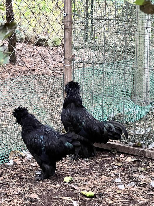 Koguty Sułtan Czarny,Silka.