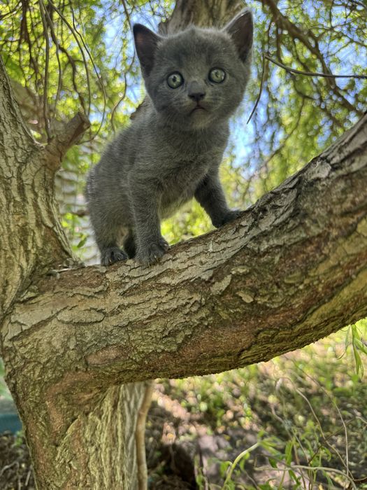 Британские котята