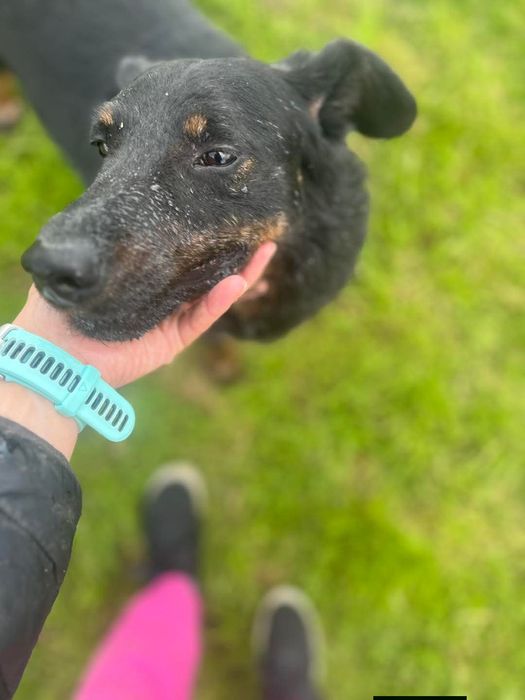 Odin do pilnej adopcji!