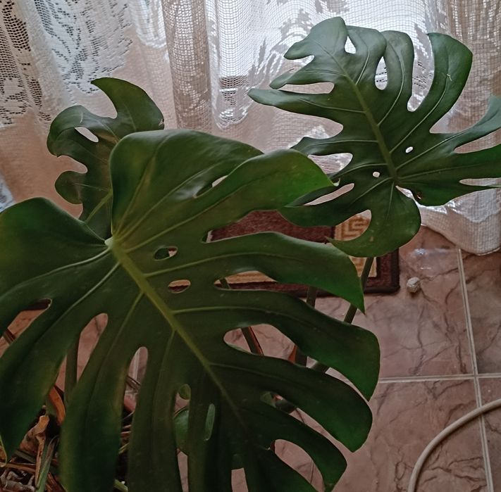 Costela de Adão (Monstera)