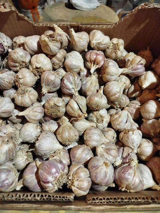 Czosnek zimowy zestaw