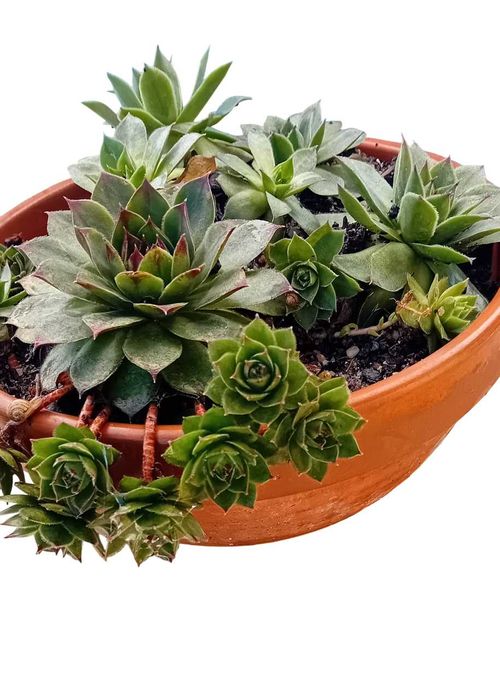 Suculenta em vaso de barro
