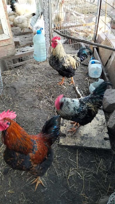 Півні (8 місяців)