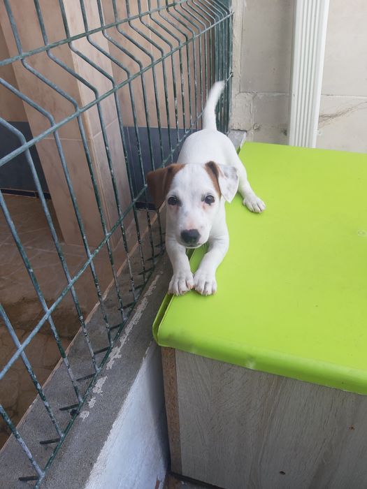 Jack Russell para ceder