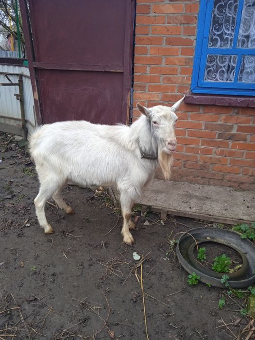 Козлик,цап  (злучка)