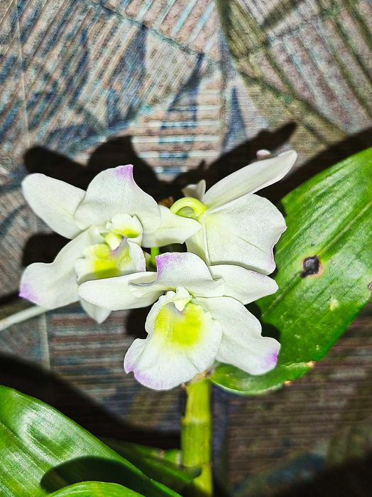 Орхідея Дендробіум Нобіле білий з квіткою