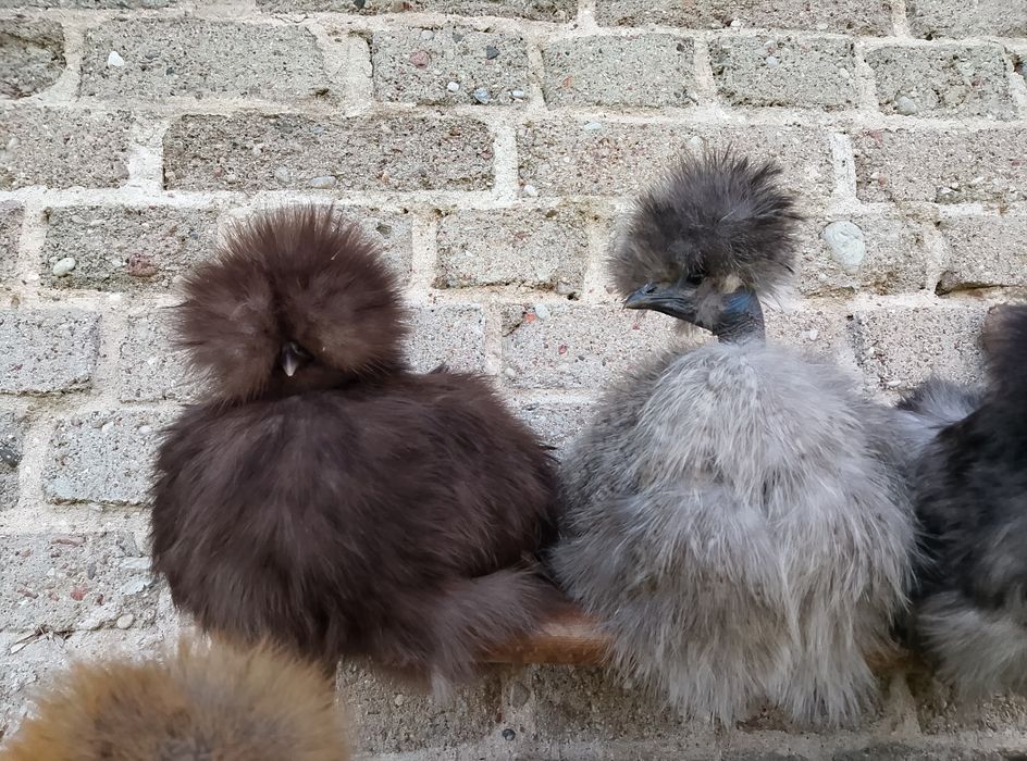 Jajka/Jaja lęgowe kur  silki jedwabiste silka lokowana satynowa