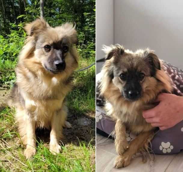 Zaginęła lękliwa sunia w miejscowości Klocek