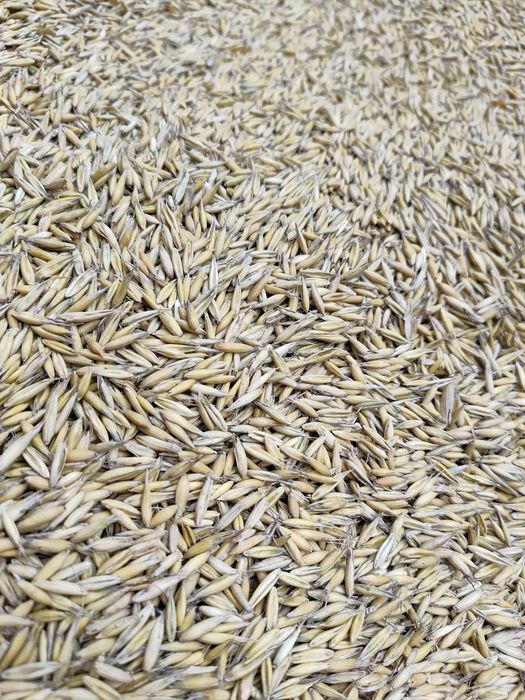 Sprzedam owies!! pszenżyto pszenica