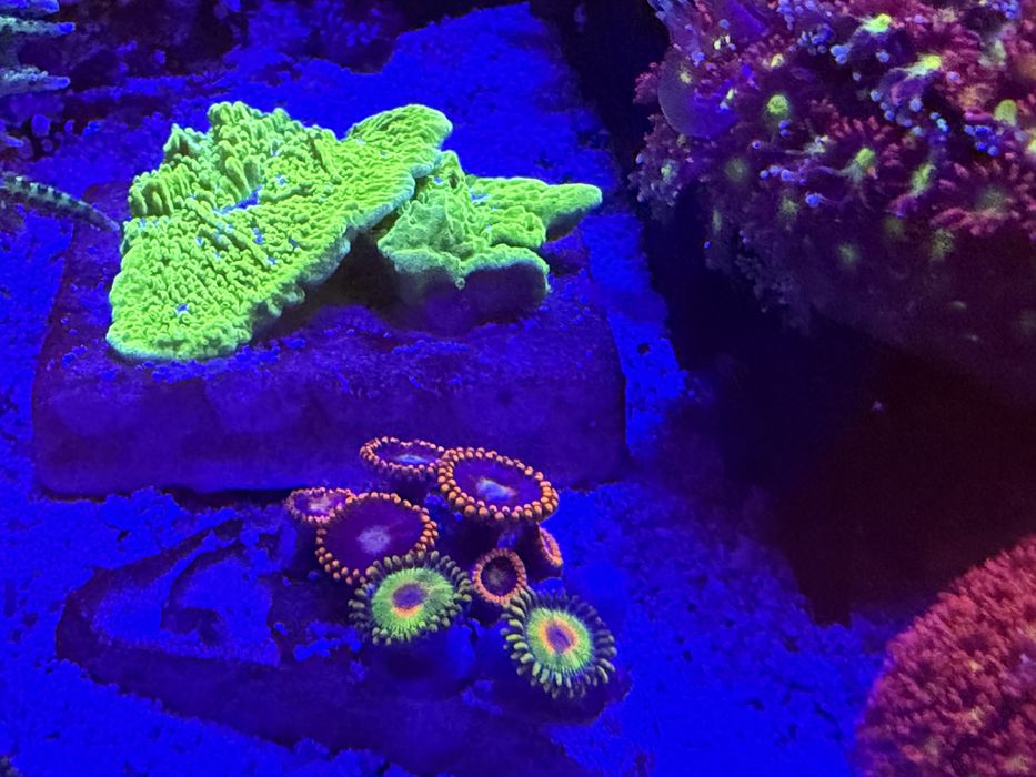 Zoanthus czerwony + rasta