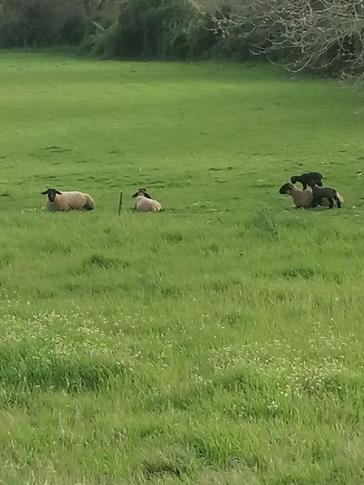 Borrego sufulk para criação