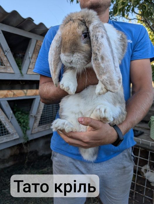 Кролики французький баран