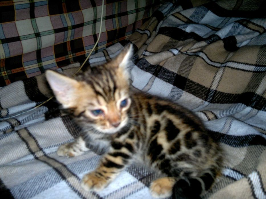 Клубні бенгальські кошенятка BENn24