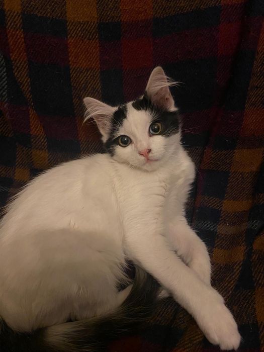 Adocão Responsável