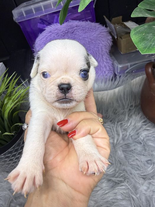 Menina  “Pug Panda “ lindissima.