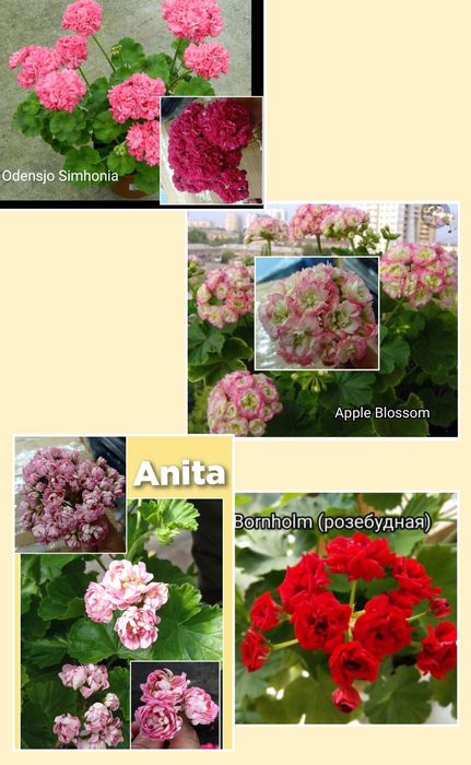 Пеларгонии. Розебудные, Королевские, плющелистные. Хойя. Традесканція.