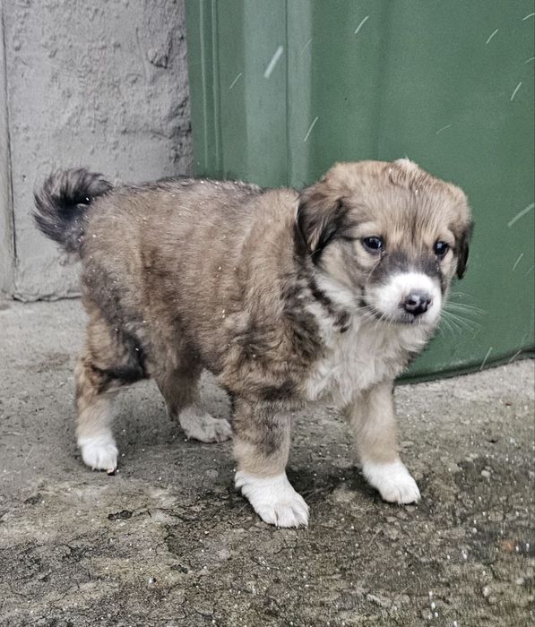 Цуценятко хлопчик в добрі руки