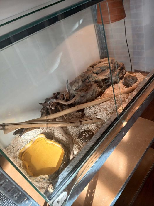 Sprzedam lancetogłowa z terrarium