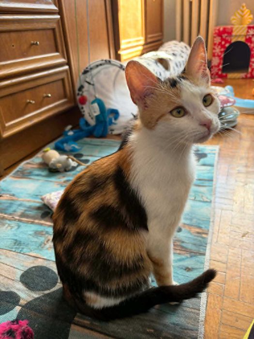 Piękna tricolorka do adopcji