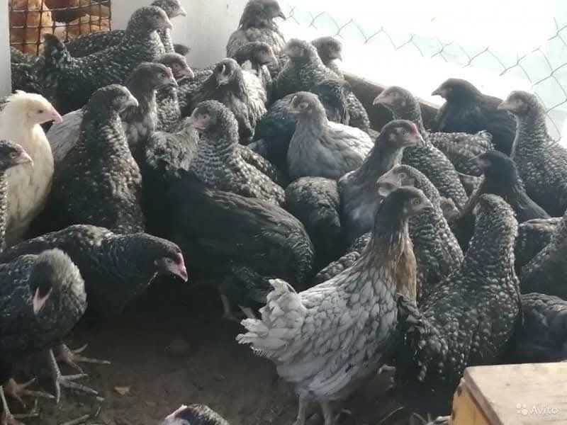 Кури несушки починаються нести