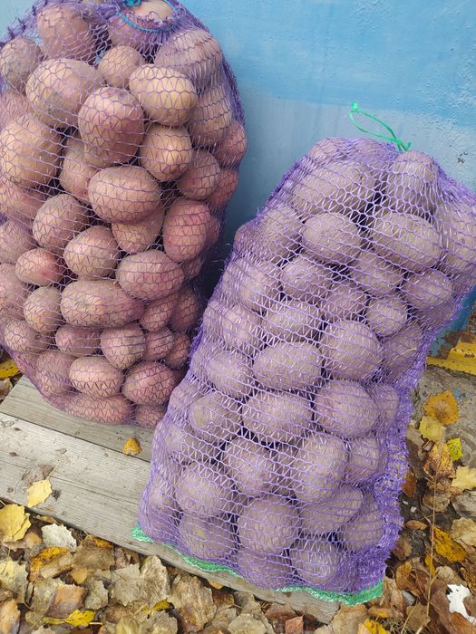 Продам,обміняю домашню картоплю велика