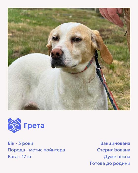 Грета, метис пойнтера, шукає дім
