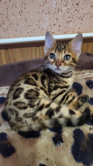 Бенгальский мальчик  wcf